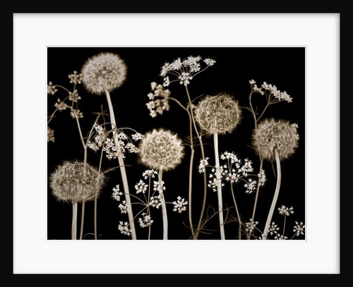 Meadow flowers by Assaf Frank